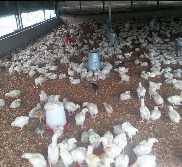 Poultry Business Idea for startup farmers